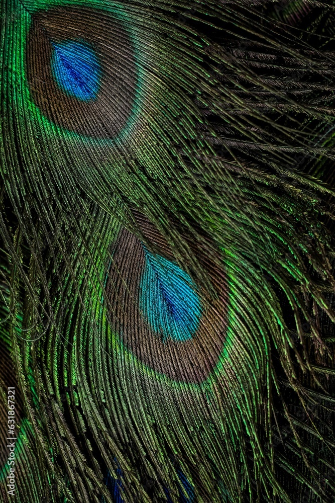 Fototapeta premium Closeup shot of vibrant peacock tail plumage.