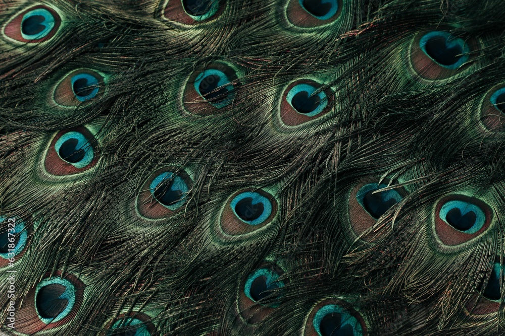 Fototapeta premium Plethora of peacock feathers featuring vivid blue eyespots, displayed in a vibrant color palette.