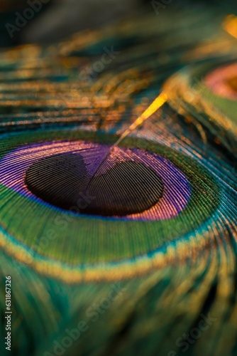Closeup shot of a peacock tail feather. © Sunanda/Wirestock Creators
