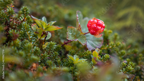 A one little cloudberry looking to be captured in a picture