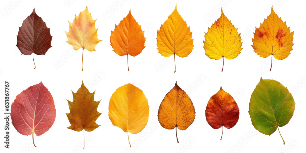 Obraz premium Collection of autumn leaves