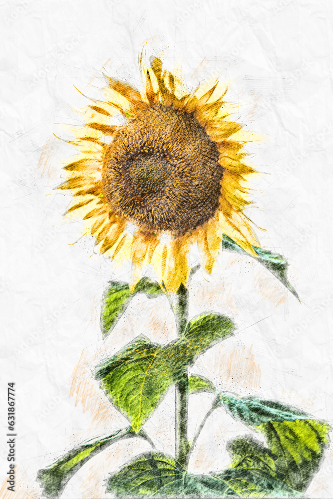 Colored pencil sketch illustration of sunflower isolated in white ...