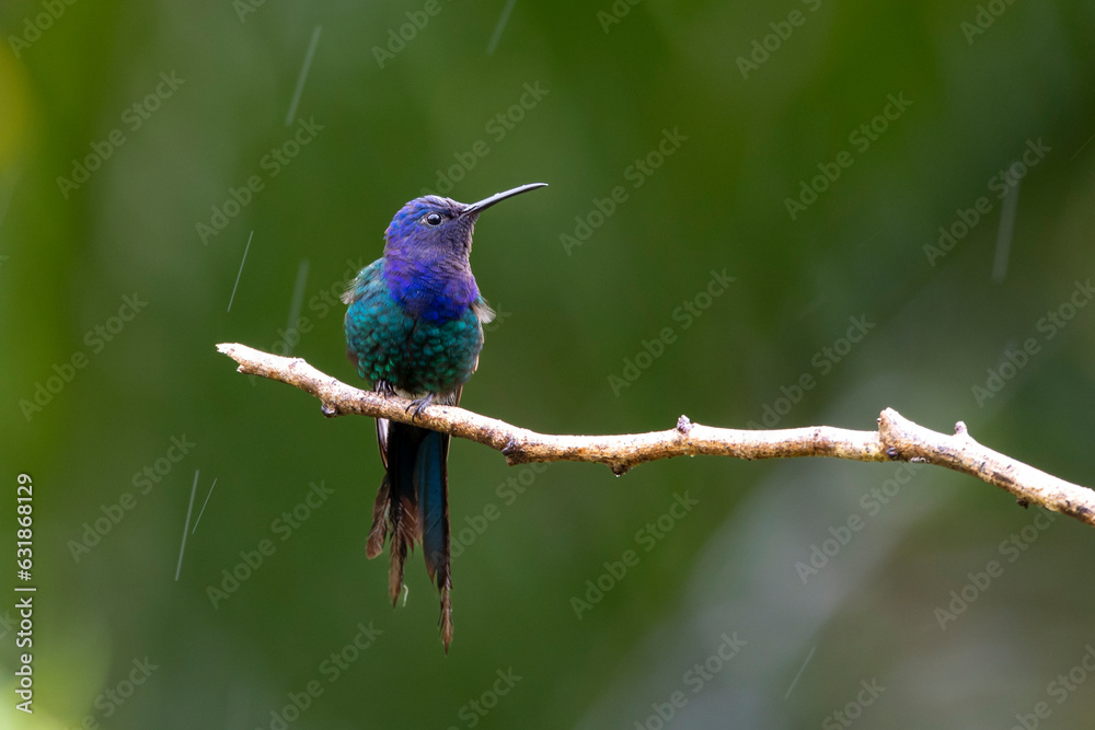 Obraz premium The swallow-tailed hummingbird perched on a branch under rain. Species Eupetomena macroura also know as Beija-flor Tesoura. Birdwatching. Animal World.Bird lover. Birding.