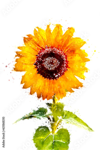 Fototapeta Naklejka Na Ścianę i Meble -  Watercolor illustration of sunflower isolated in white background