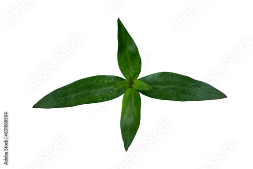 Leaves isolated on white background with clipping path