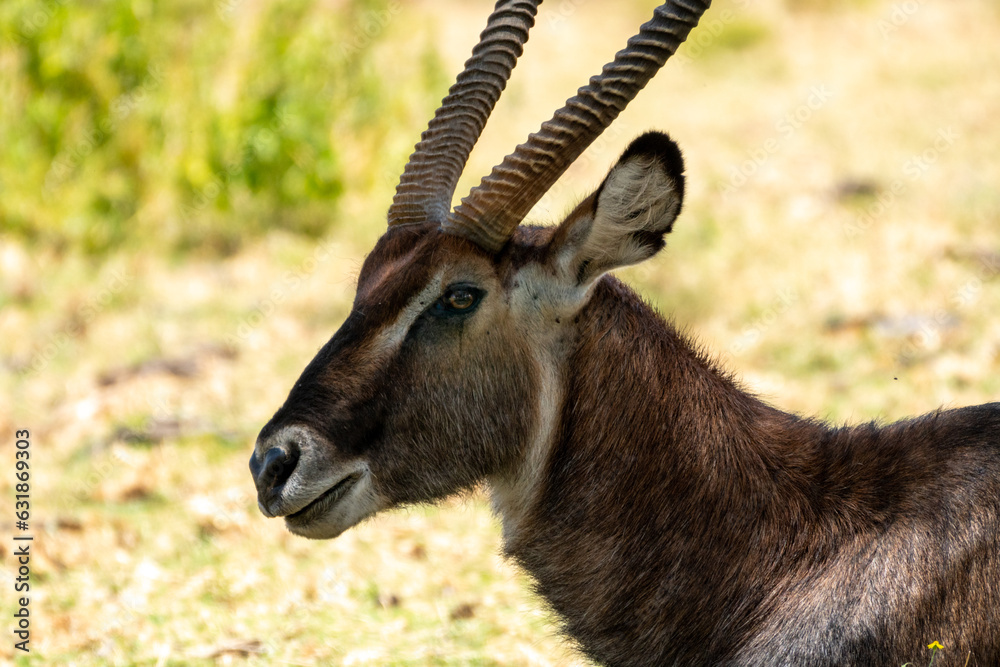 Lake Naivasha - Water Buck portrait in Kenya Lake Naivasha - Water Buck portrait in Kenya