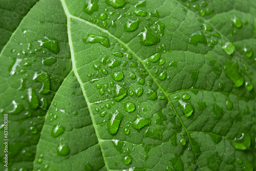 leaf with drops 