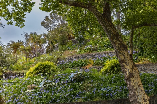 Closeup of a beautiful lush green garden under the blue sky in Madeira Island  Funchal