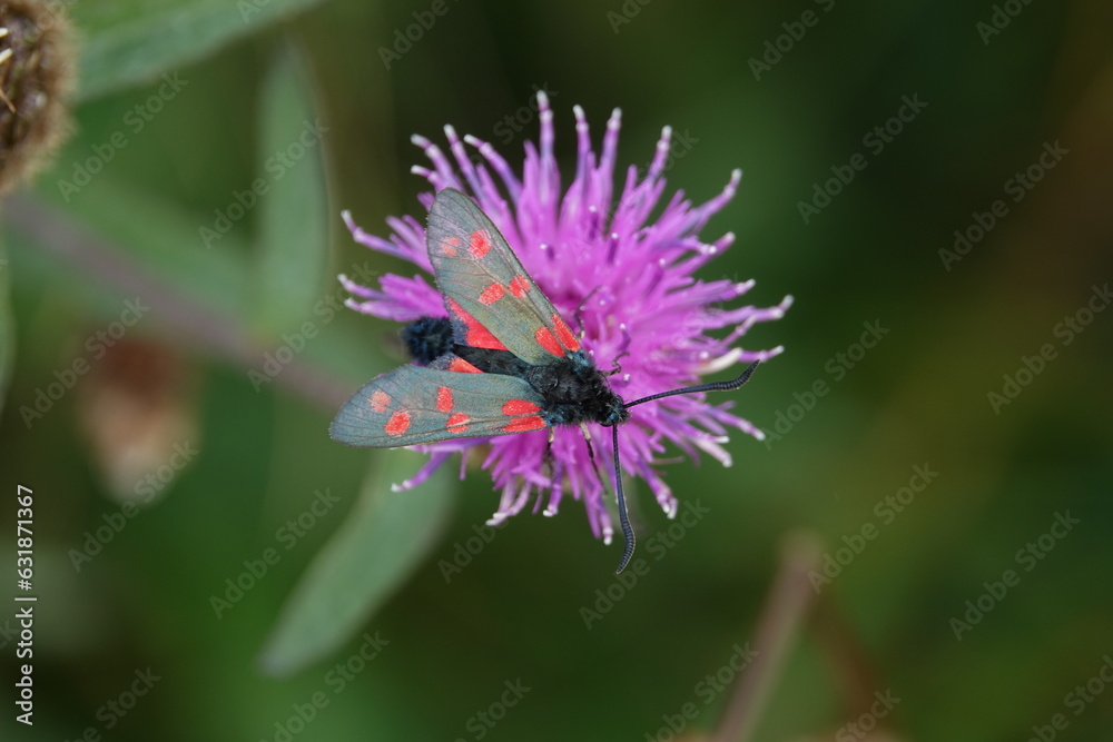 six spot burnet moth (Zygaena filipendulae) six spot burnet moth (Zygaena filipendulae)