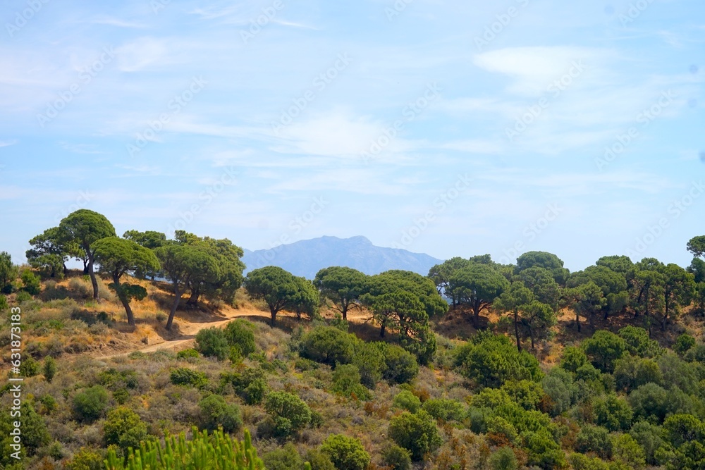Andalusian landscape with a pine-covered hill with a hiking trail and a mountain on the horizon, Spain