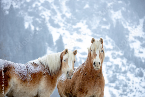 Fototapeta Naklejka Na Ścianę i Meble -  2 beautiful wild horses in the mountains in the snow