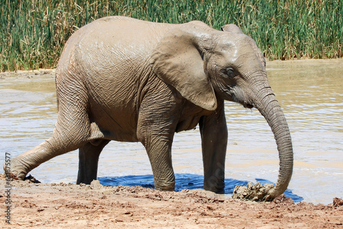 Elephant in ethosa national park  Namibia
