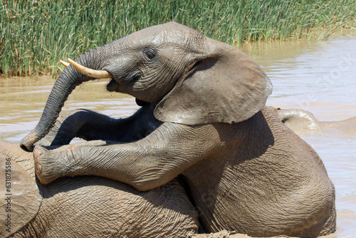 Elephant in ethosa national park, Namibia photo