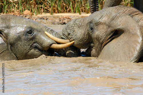 Elephants in addo National Park, South Africa