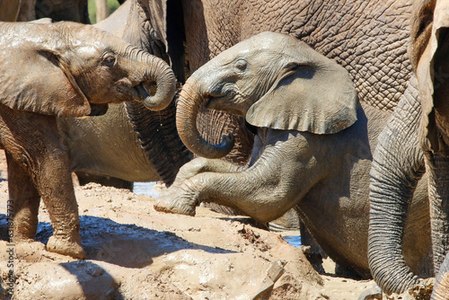 Elephants in addo National Park, South Africa