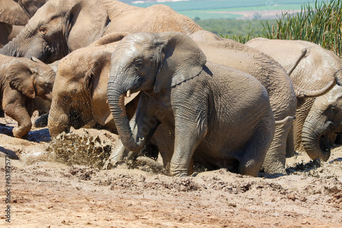 Elephants in addo National Park, South Africa