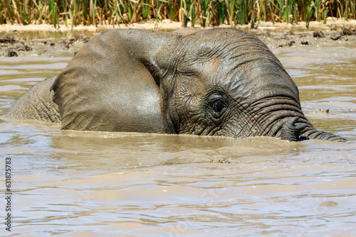 Elephants in addo National Park, South Africa