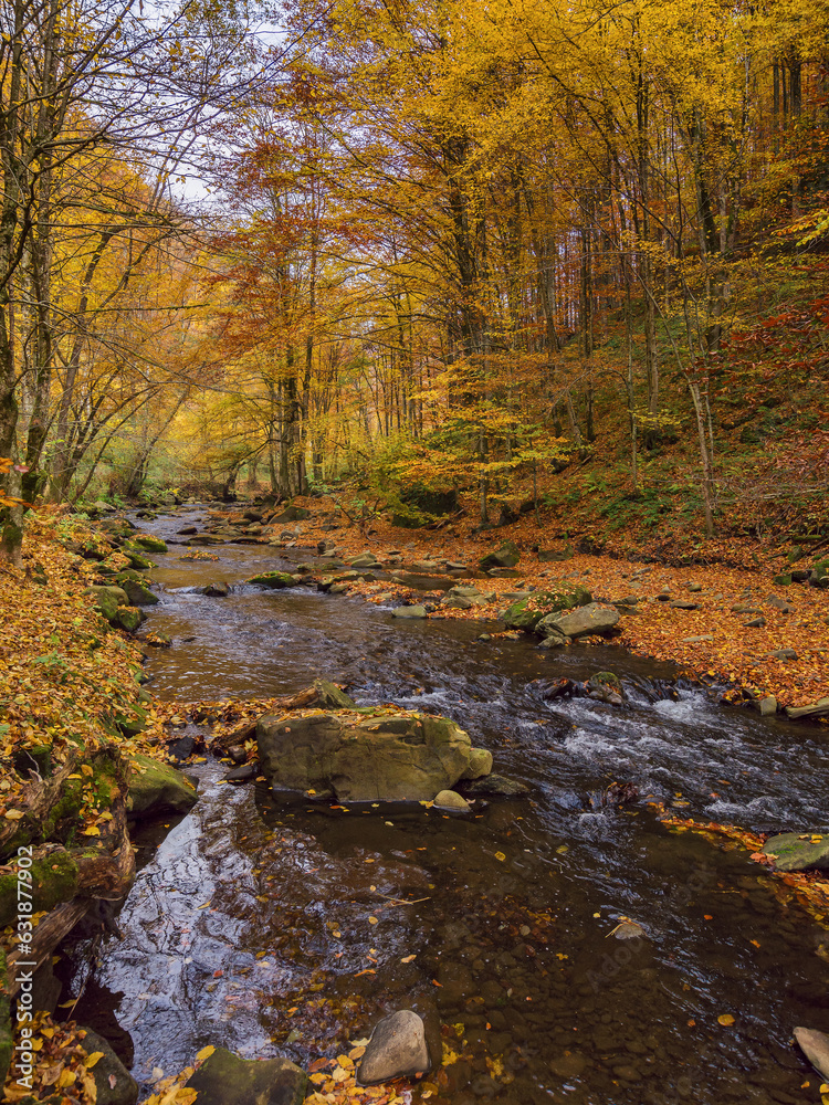 nature scenery with small river in autumn forest. mountainous countryside landscape on a sunny day