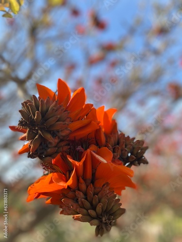 Erythrina Korallenbaum Blüte Makro