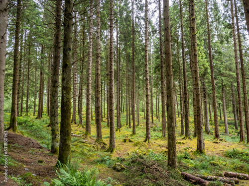 Views of tall fir trees on the way to Conic Hill, Scotland