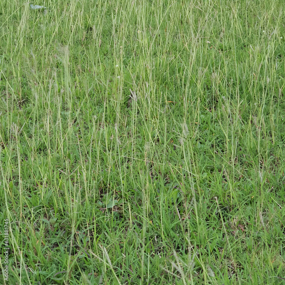 Grass on the meadow in a tropical country during the summer season under the hot sun. Grass on the meadow in a tropical country during the summer season under the hot sun.