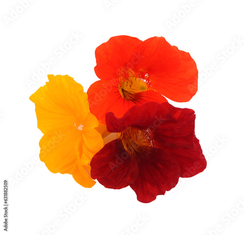 Composition of three nasturtiums flowers orange, red and yellow