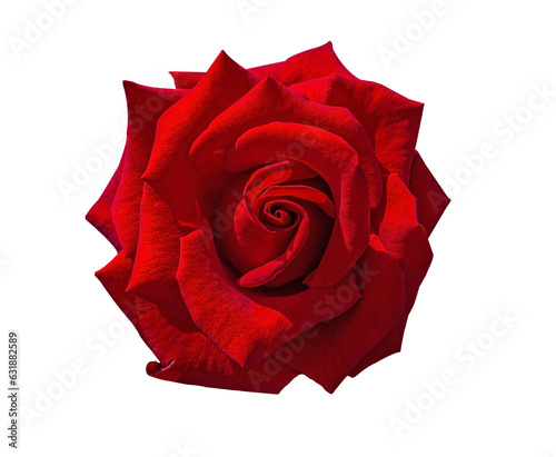 Red rose bud flower isolated on transparent background. Beautiful blossom for gift birthday, holidays, anniversary celebration, elegant detailed rose blooming bud close up.