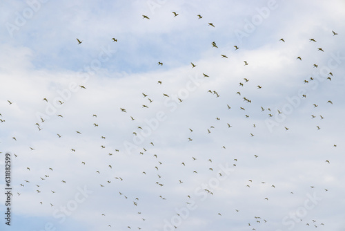 Migratory bird egret fly over the sky