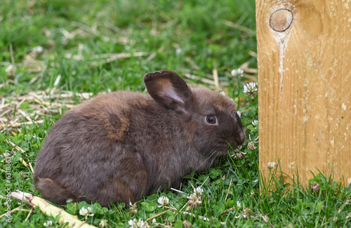 animal compagnie lapin