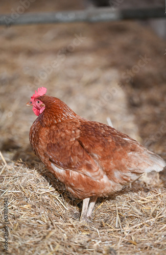 agriculture elevage poule poulet volaille poulailler nourriture environnement planète climat ferme liberté