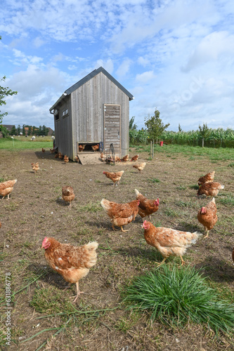 agriculture elevage poule poulet volaille poulailler mobile nourriture environnement planète climat bois toit
