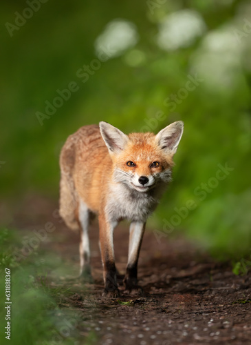 Close-up of a Red fox in a forest © giedriius