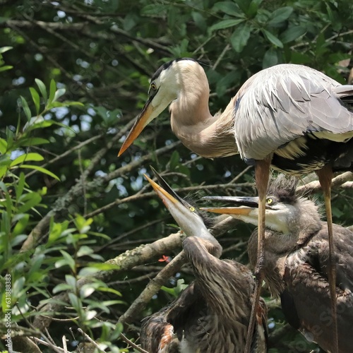 Great Blue Hereon Family Mom Dad Feeding Hungry Chicks Circle B Bar Reserve FL photo