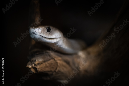 Bilde på lerret A black mamba (Dendroaspis polylepis) a species of highly venomous snake native to parts of sub-Saharan Africa