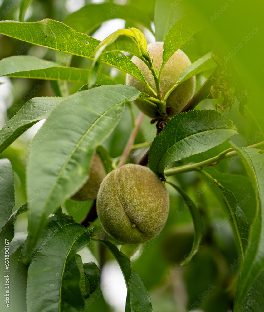 fresh and juicy peach ripening on a peach tree branch fresh and juicy peach ripening on a peach tree branch