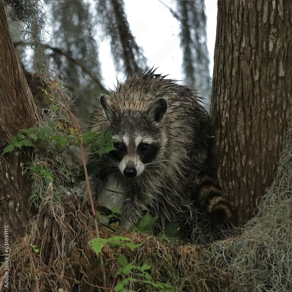 Naklejka premium Adorable Raccoon Trying to Be Invisible Circle B Bar Reserve FL
