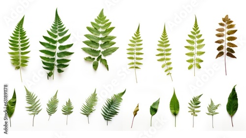 Many different pressed fern leaves isolated on white background  nature cut out  botanic  botanical herb or forest design element 