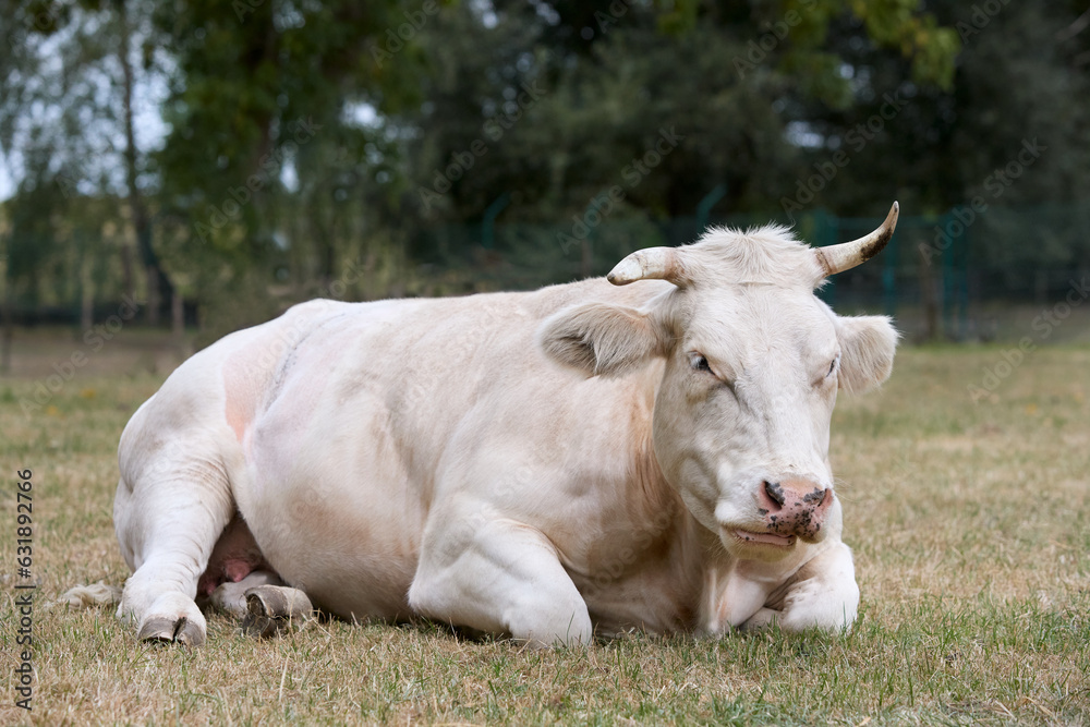 White cow lays on meadow White cow lays on meadow
