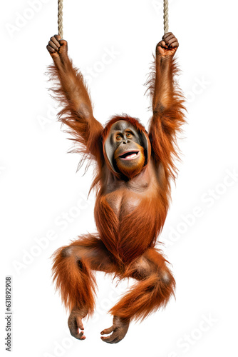 orang utan happy hanging on a rope, isolated on transparent background
