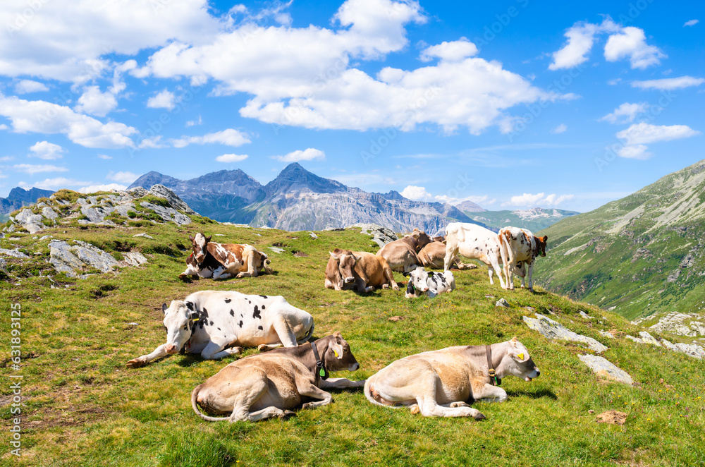 Swiss cows on a pasture at the top of the Splugenpass - Passo Spluga mountain pass between Italy and Switzerland