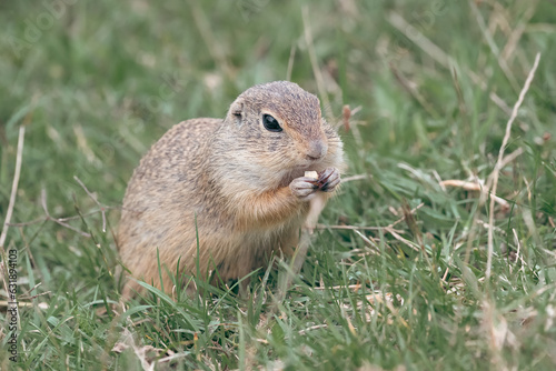 European ground squirrel (Spermophilus citellus) eating seeds in a green meadow. European ground squirrel close-up portrait