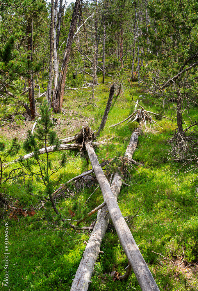 Fallen dry tree Trunks in the Swiss National Park, famous for untouched nature, located in the Western Rhaetian Alps, in eastern Switzerland. Fallen dry tree Trunks in the Swiss National Park, famous for untouched nature, located in the Western Rhaetian Alps, in eastern Switzerland.