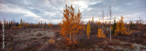 Autumn landscape panorama with forest tundra of northwestern Siberia