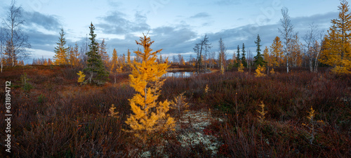 Autumn landscape panorama with forest tundra of northwestern Siberia photo