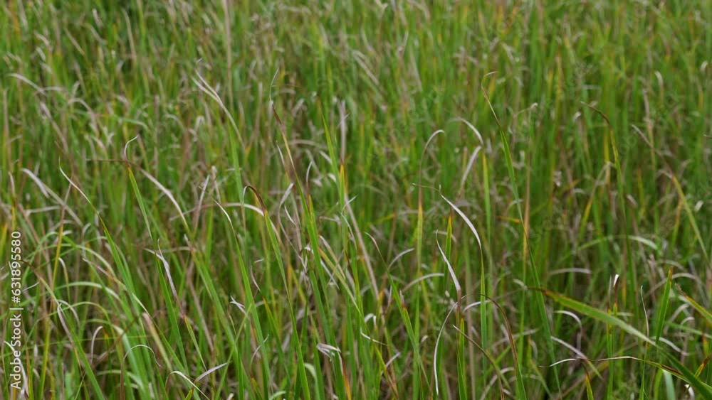 Green Marsh Grass Swaying Slowly In Wind Green Marsh Grass Swaying Slowly In Wind