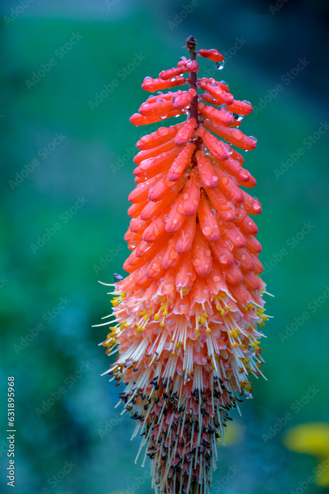 Interesting red flower after rain Interesting red flower after rain