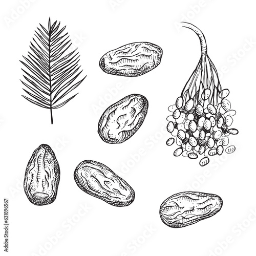 Dates drawn fresh edible date palm fruits, leaves and dried fruits. Hand drawn engraving vector illustration isolated on white background. Healthy food. For print, label, template, logo, card. 