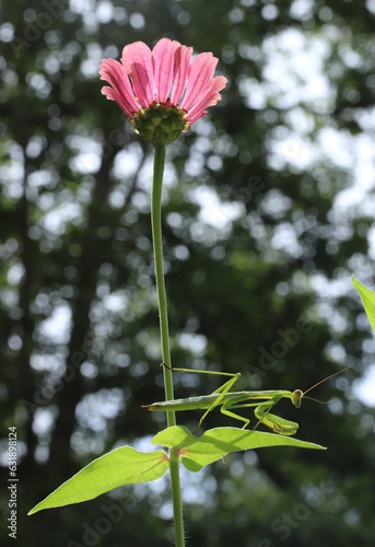 A bright green Chinese Praying Mantis (Tenodera sinensis) waits at the base of a flower to catch its insect prey.  photo