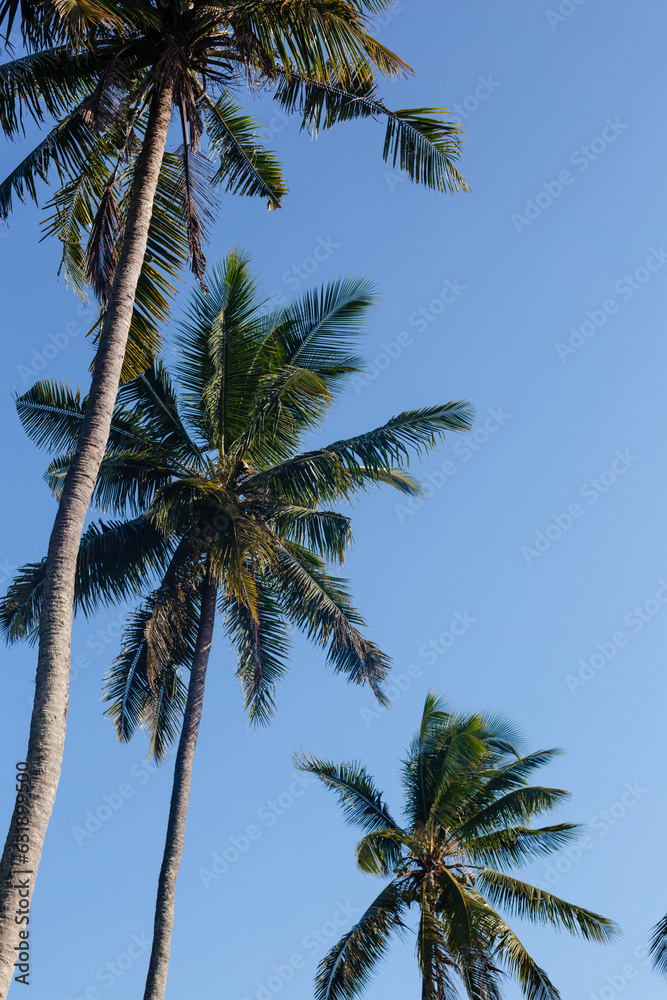 Tall tropical palm trees against the blue sky view from below. The concept of rest and travel Tall tropical palm trees against the blue sky view from below. The concept of rest and travel