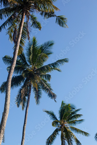 Tall tropical palm trees against the blue sky view from below. The concept of rest and travel
